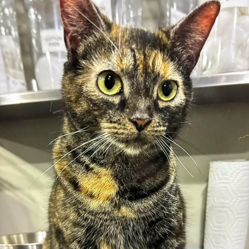 An adult large-sized female Tortoiseshell Domestic Short Hair cat named Pebbles for adoption in Bridgeville, PA