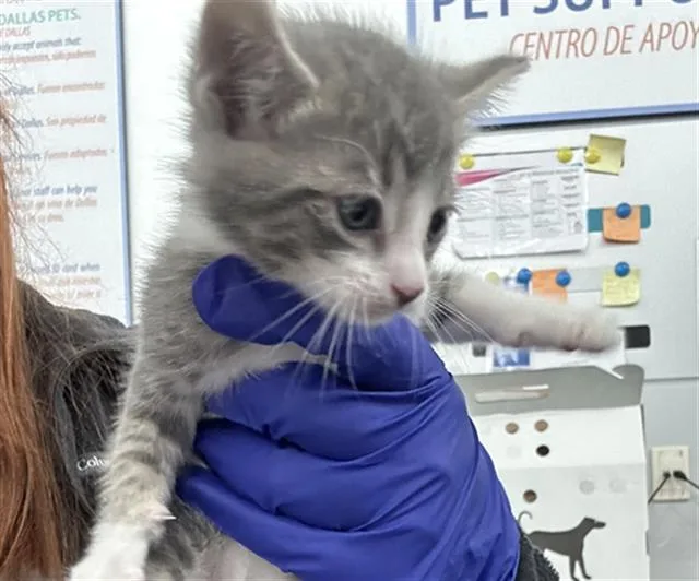 A baby medium-sized male Domestic Short Hair cat named Hypno for adoption in Dallas, TX