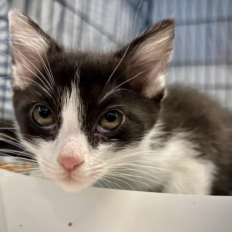 A baby small-sized female Black Domestic Short Hair cat named Catalina for adoption in Los Angeles, CA