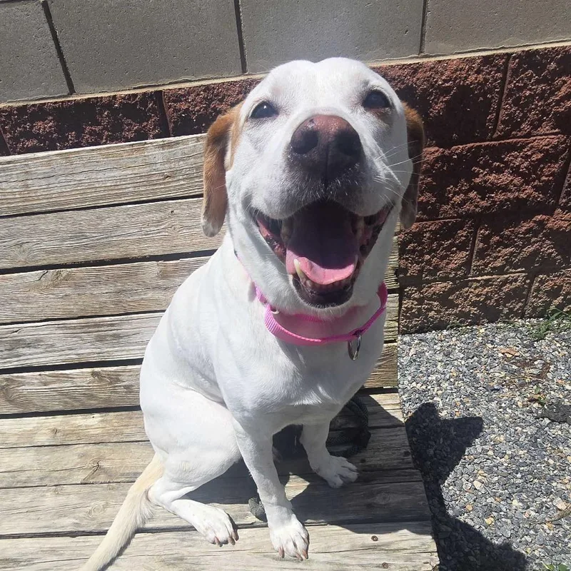A senior medium-sized female White / Cream Mixed Breed dog named Pel for adoption in Fredericksburg, VA