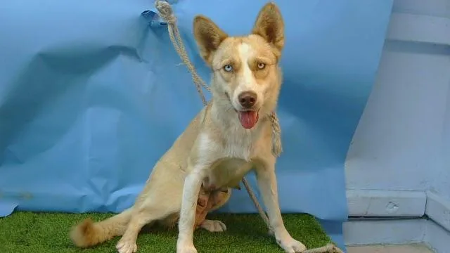 An adult large-sized female Siberian Husky dog named Marley for adoption in Gardena, CA