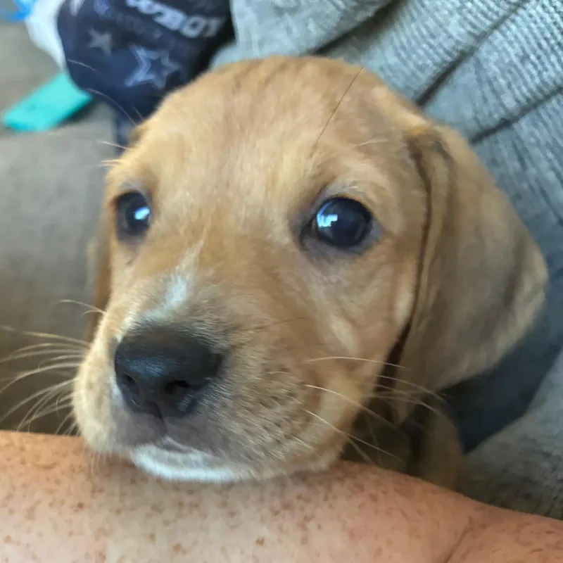 Giorgio