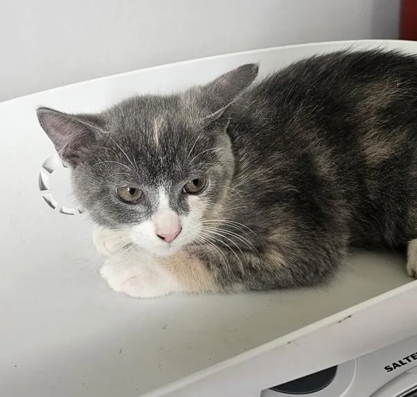 A baby medium-sized female Domestic Short Hair cat named Autumn for adoption in Cleveland, TN
