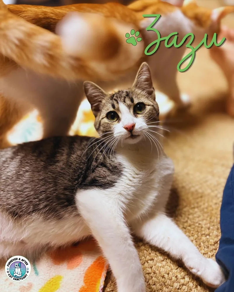 A baby medium-sized male Tabby (Brown / Chocolate) Domestic Short Hair cat named Zazu for adoption in Austintown, OH