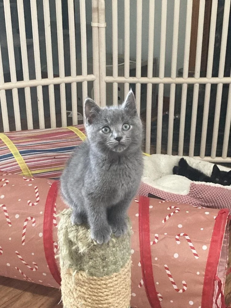 A baby medium-sized male Russian Blue cat named Finley for adoption in Pinole, CA