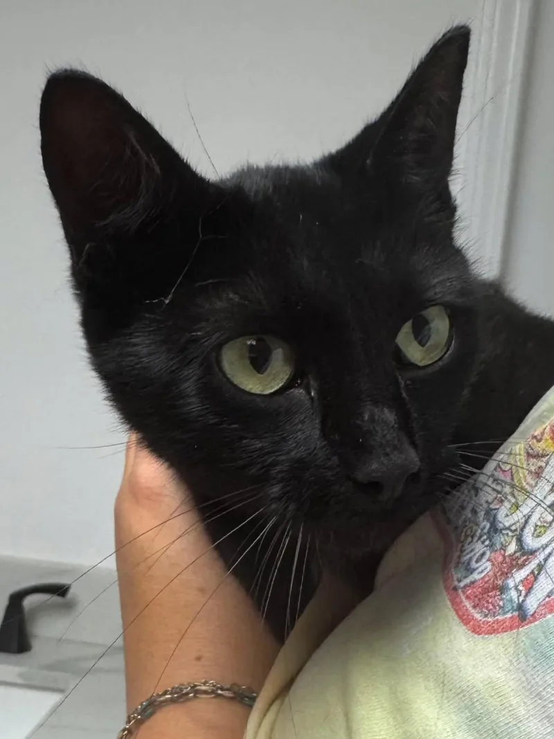 A young medium-sized female Black Domestic Short Hair cat named Martini for adoption in Johnson City, TN