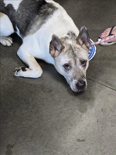 A young small-sized female Akita dog named Akira for adoption in Chatsworth, CA