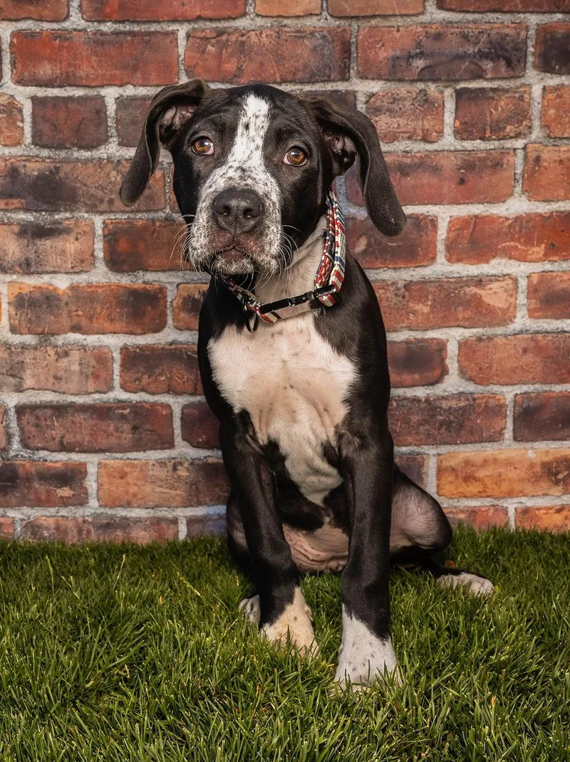 Willow T Pittie thumbnail 3