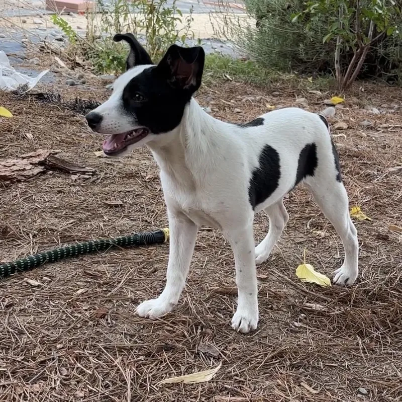 A baby small-sized female Rat Terrier dog named Moo for adoption in Lancaster, CA