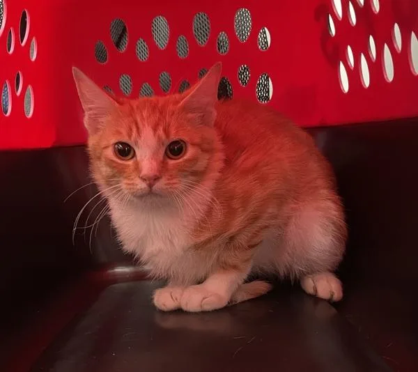 A baby medium-sized male Domestic Short Hair cat named Helios for adoption in Ridgewood, NY