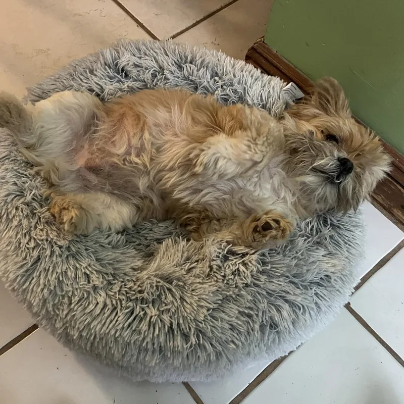 A senior small-sized male Apricot / Beige Shih Tzu dog named Oscar for adoption in Middletown, NY