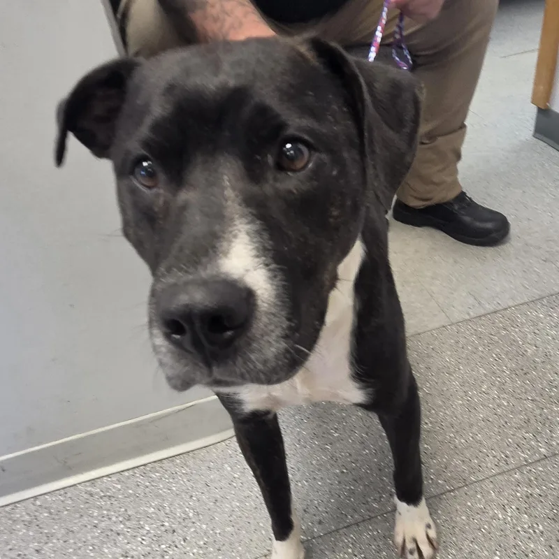 An adult medium-sized female Brindle Mixed Breed dog named Dottie for adoption in Watertown, NY