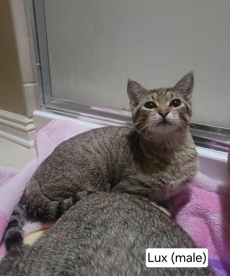 A baby medium-sized male Tabby (Brown / Chocolate) Tabby cat named Lux for adoption in Omaha, NE