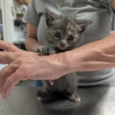 A baby small-sized female Tortoiseshell Domestic Short Hair cat named City Watch for adoption in Fredericksburg, VA