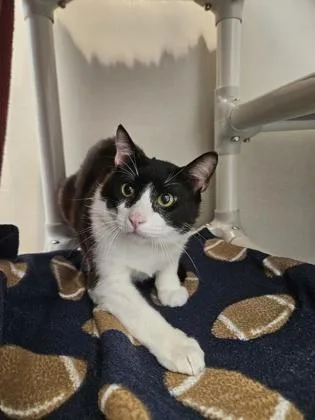 An adult small-sized male Domestic Short Hair cat named Bok Choy for adoption in Bellevue, WA