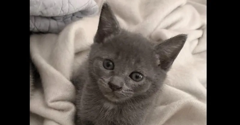 A baby small-sized female Gray & White Domestic Short Hair cat named Dora The Explorer for adoption in Salisbury, NC
