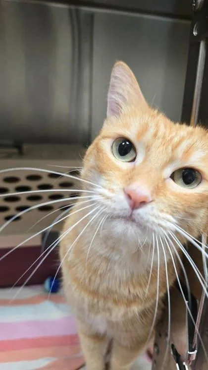 An adult large-sized male Orange / Red Domestic Short Hair cat named Cheezit for adoption in Annapolis, MD
