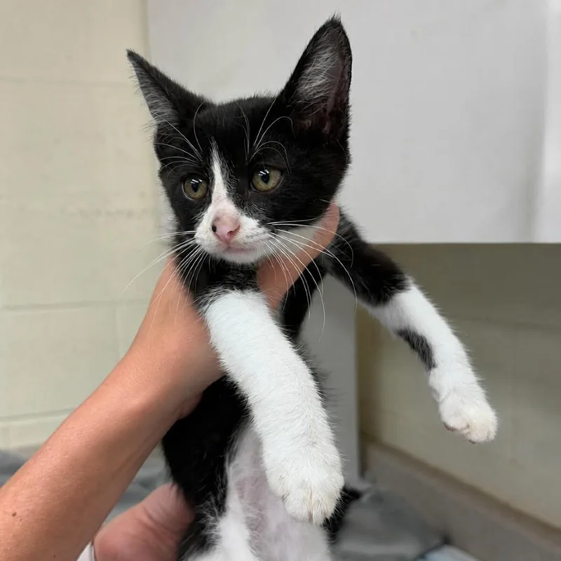A baby small-sized female Black Domestic Short Hair cat named Cammie for adoption in Austin, TX