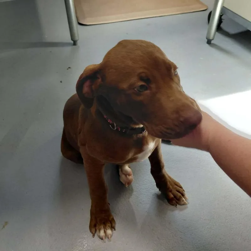A baby medium-sized female Mixed Breed dog named Holly for adoption in Beckley, WV