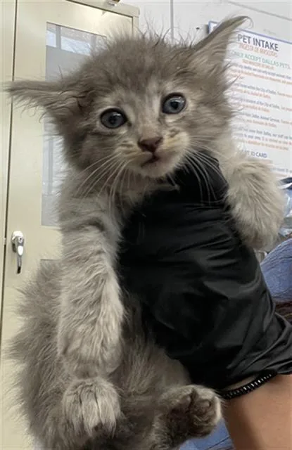 A baby medium-sized female Domestic Short Hair cat named Latte for adoption in Dallas, TX