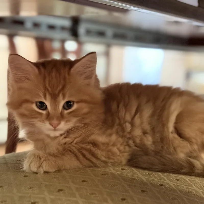 A baby small-sized male Orange / Red Domestic Medium Hair cat named Benny for adoption in Potomac, MD