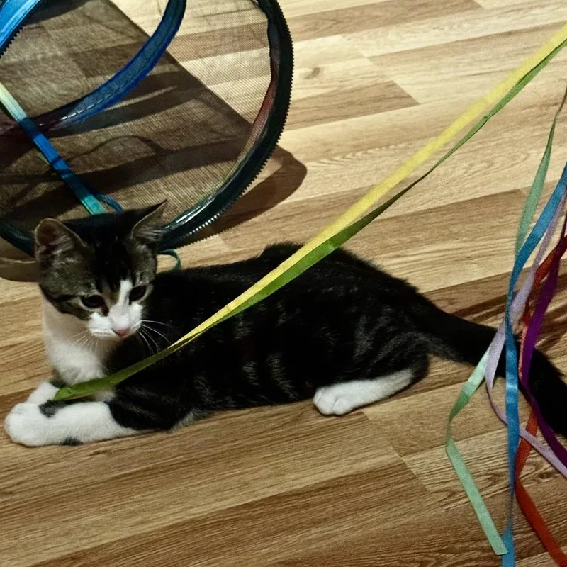 A baby medium-sized male Domestic Short Hair cat named Markus Aurelius for adoption in Lafayette, CO
