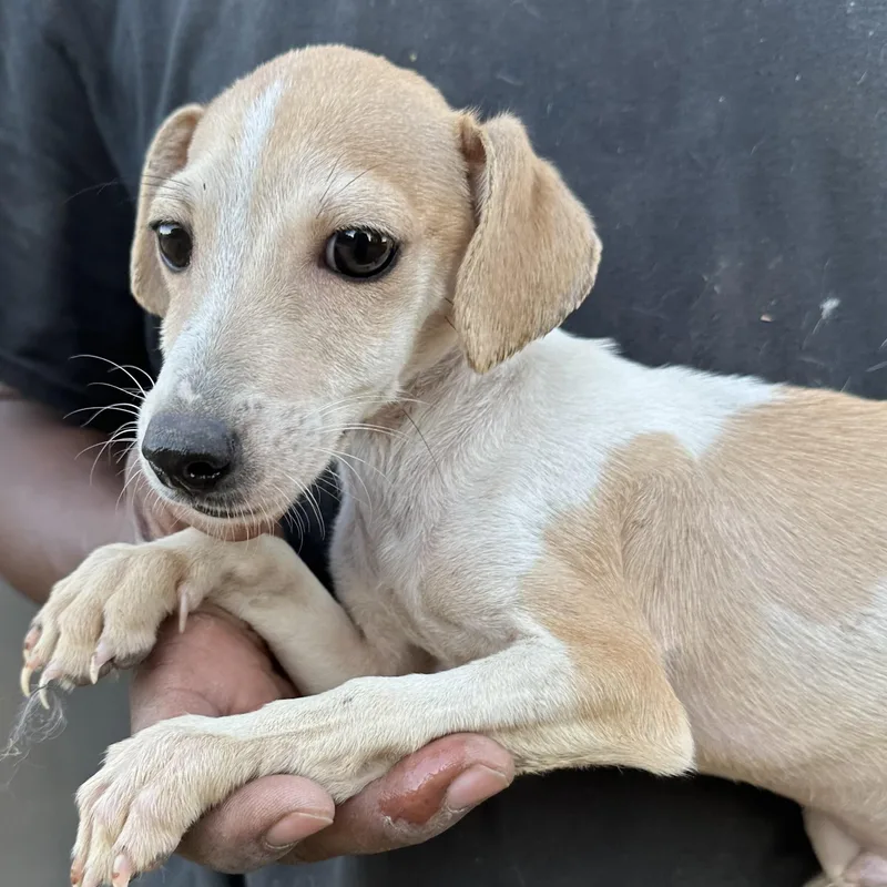 A baby medium-sized male Chihuahua dog named Cannoli Local November for adoption in Brookshire, TX