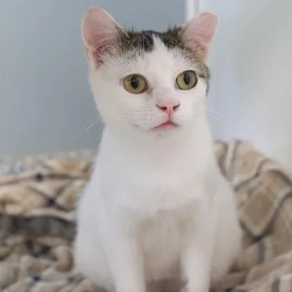 A young medium-sized female Domestic Short Hair cat named Bluestem for adoption in Verona, WI