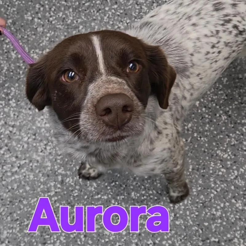 A young medium-sized female White / Cream German Shorthaired Pointer dog named Aurora for adoption in Parkersburg, WV