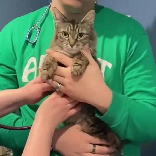 A young medium-sized female Brown / Chocolate Domestic Medium Hair cat named Walnut for adoption in Cincinnati, OH