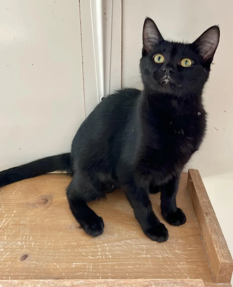 Cora