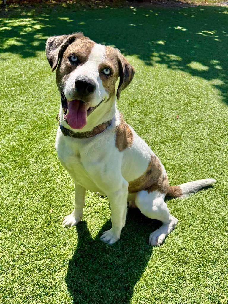 A young large-sized male Catahoula Leopard Dog dog named Ollie for adoption in Chico, CA