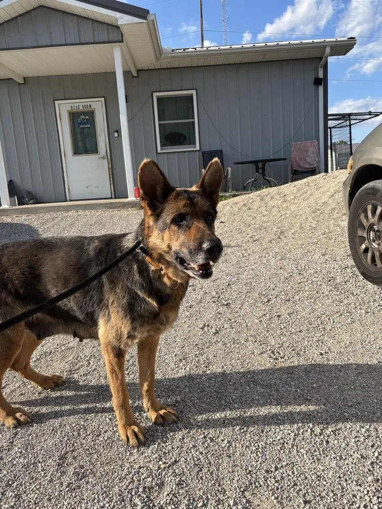 An adult medium-sized female Brown / Chocolate German Shepherd Dog dog named Elara for adoption in Evansville, IN
