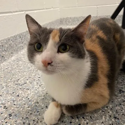 An adult medium-sized female Gray / Blue / Silver Domestic Short Hair cat named Beverly for adoption in Dayton, OH