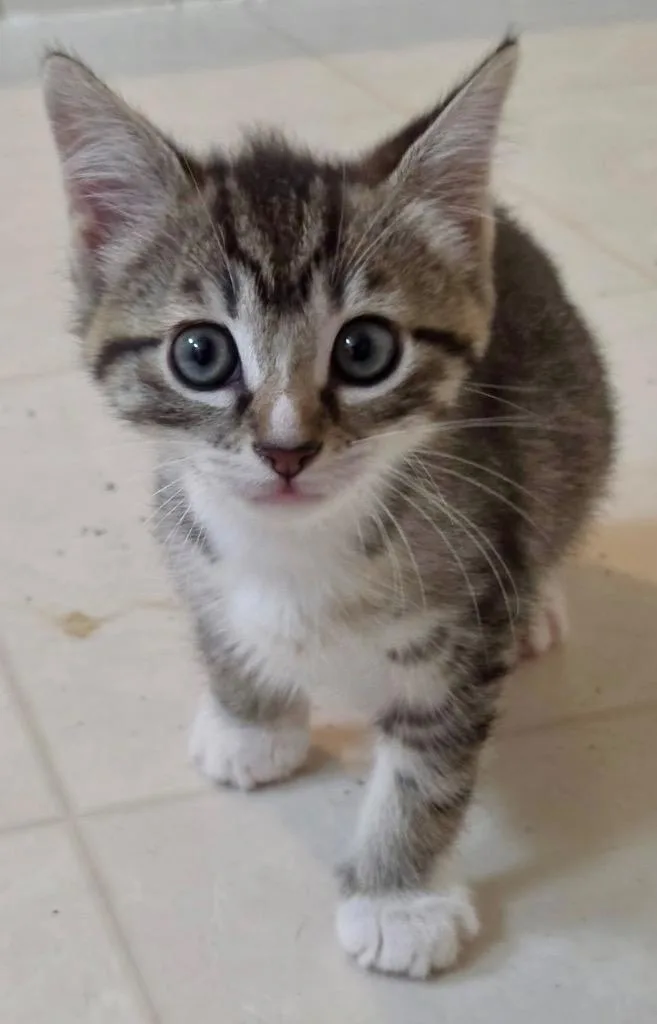 A baby small-sized male Domestic Short Hair cat named Odin for adoption in Leonardtown, MD