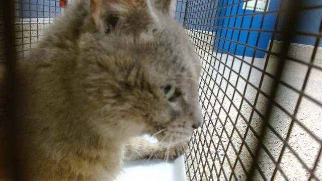 An adult small-sized male Domestic Short Hair cat named Birch for adoption in Miami, FL