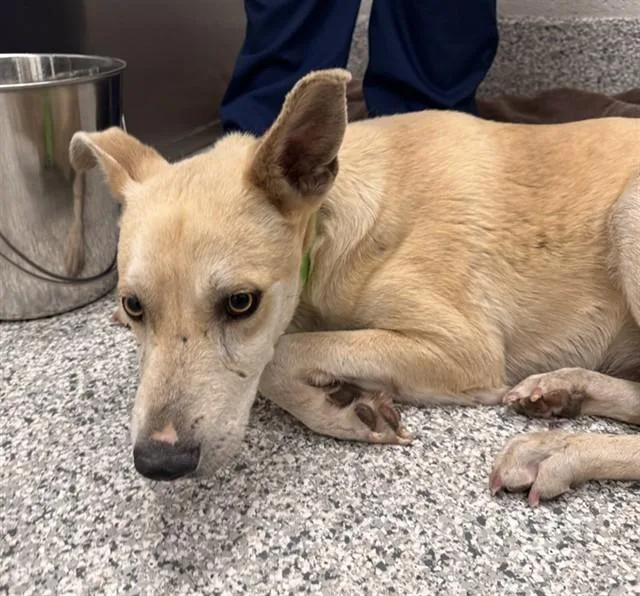 A young medium-sized male Carolina Dog dog named Rohan for adoption in Tucson, AZ