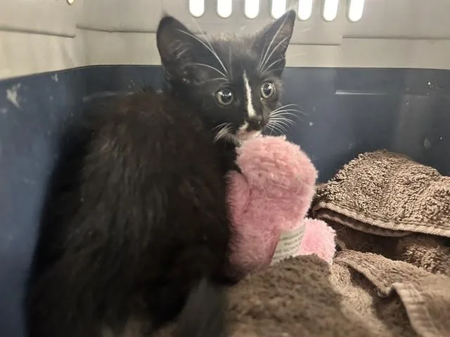 A baby small-sized female Domestic Short Hair cat named A for adoption in Ocala, FL
