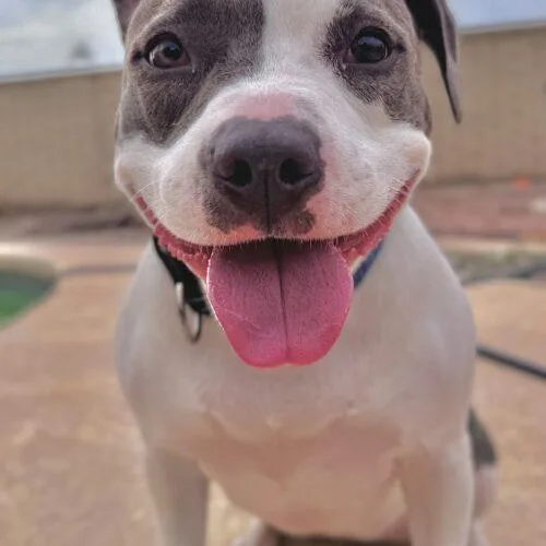 A young medium-sized female Gray / Blue / Silver Pit Bull Terrier dog named Ivy for adoption in Glendale, AZ