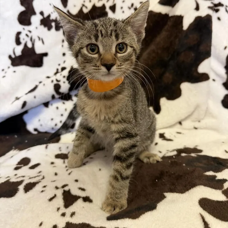 A baby small-sized female Brown / Chocolate Domestic Short Hair cat named Cocoa Puffs for adoption in Buffalo, MN