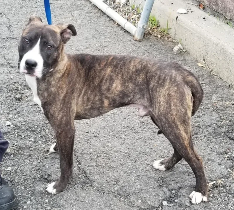A young medium-sized male Brown / Chocolate Pit Bull Terrier dog named Hansel for adoption in West Orange, NJ