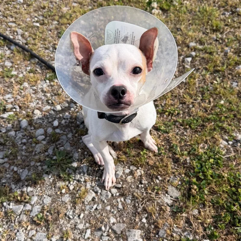 A young small-sized male White / Cream Chihuahua dog named Chico for adoption in Huntsville, AL