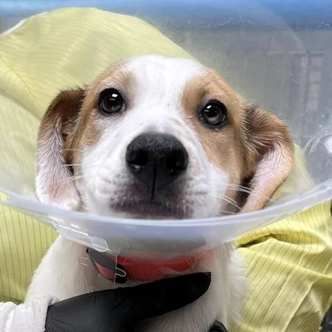 A baby small-sized female White / Cream Hound dog named Lemon Curd for adoption in Baltimore, MD