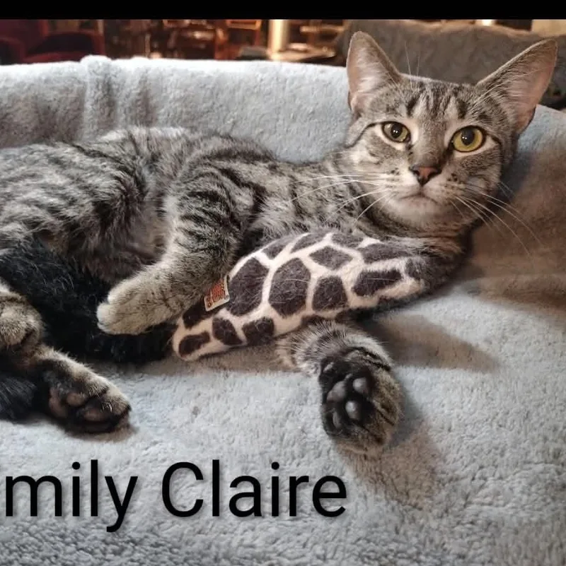 A young medium-sized female Tabby (Brown / Chocolate) Tabby cat named Emily Claire for adoption in Wyandotte, MI