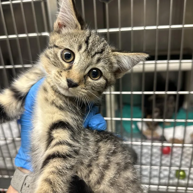 A baby small-sized female Domestic Short Hair cat named Cyclone for adoption in Concord, NC