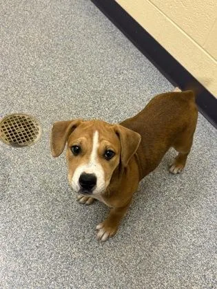 A baby small-sized female Mastiff dog named Marabelle for adoption in Westland, MI