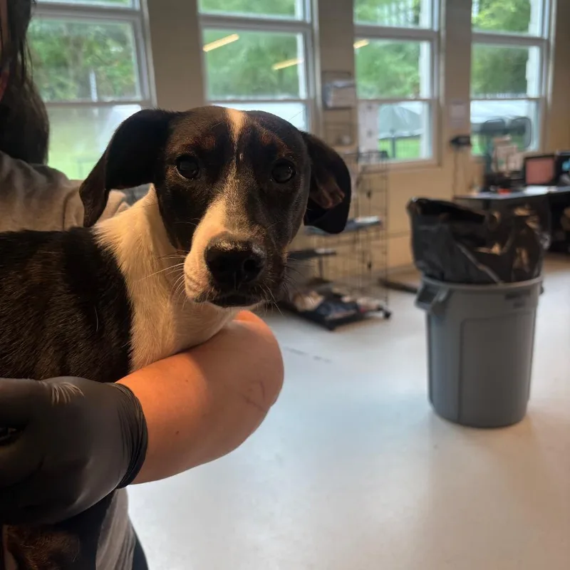 A young medium-sized female Black Mixed Breed dog named Wanda for adoption in Huntington, WV