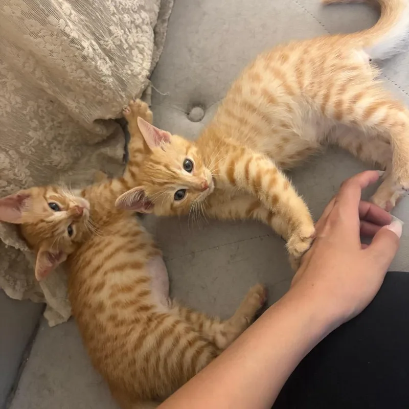 A baby small-sized female Orange / Red Domestic Short Hair cat named Saltine for adoption in Long Beach, CA