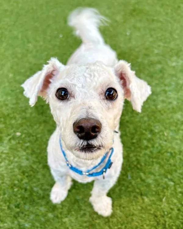 An adult small-sized male Poodle dog named Pedro for adoption in Novato, CA