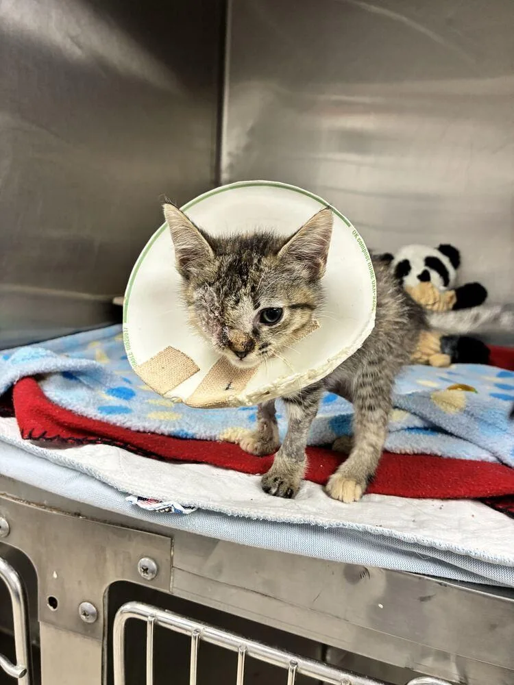 A baby small-sized female Domestic Short Hair cat named Blinky for adoption in Marietta, GA
